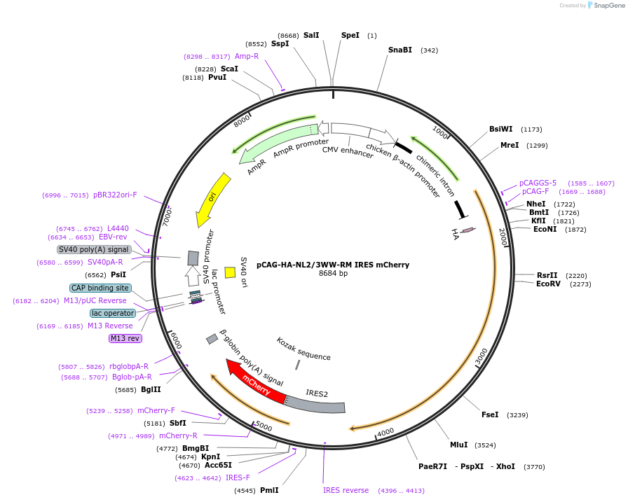 249598-plasmid-map-sequence-id-506566