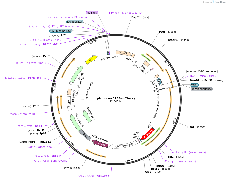 251006-plasmid-map-sequence-id-506576