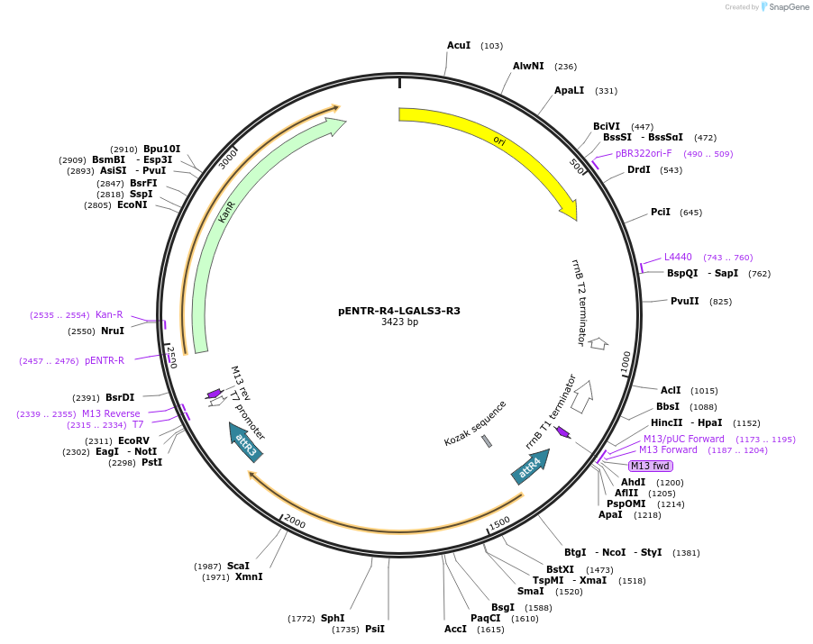 251008-plasmid-map-sequence-id-506577