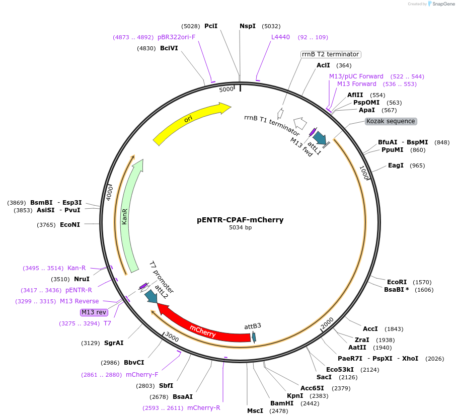 251011-plasmid-map-sequence-id-506584