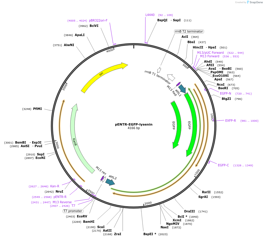 251001-plasmid-map-sequence-id-506585