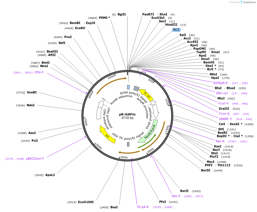 39868-plasmid-map-sequence-id-50659