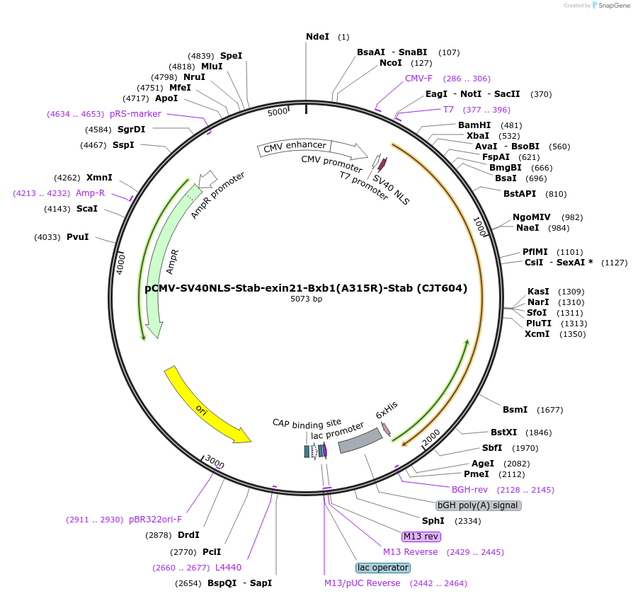 248210-plasmid-map-sequence-id-506606