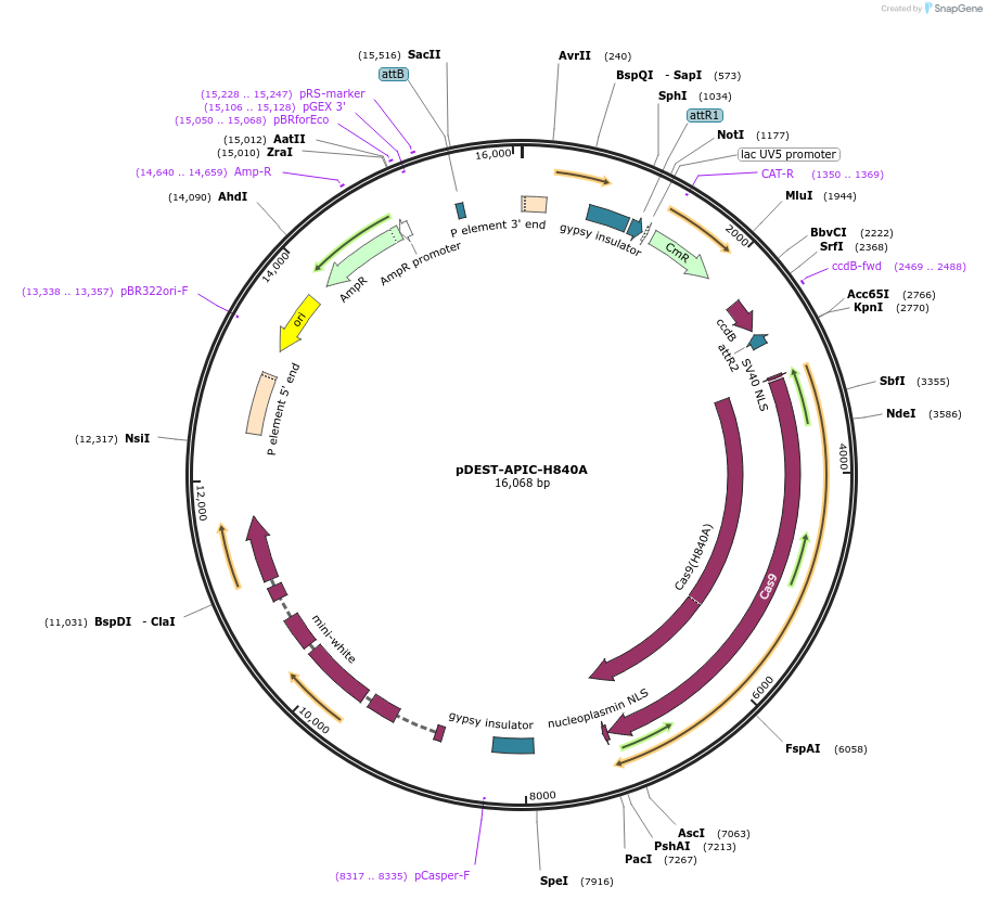 250797-plasmid-map-sequence-id-506666