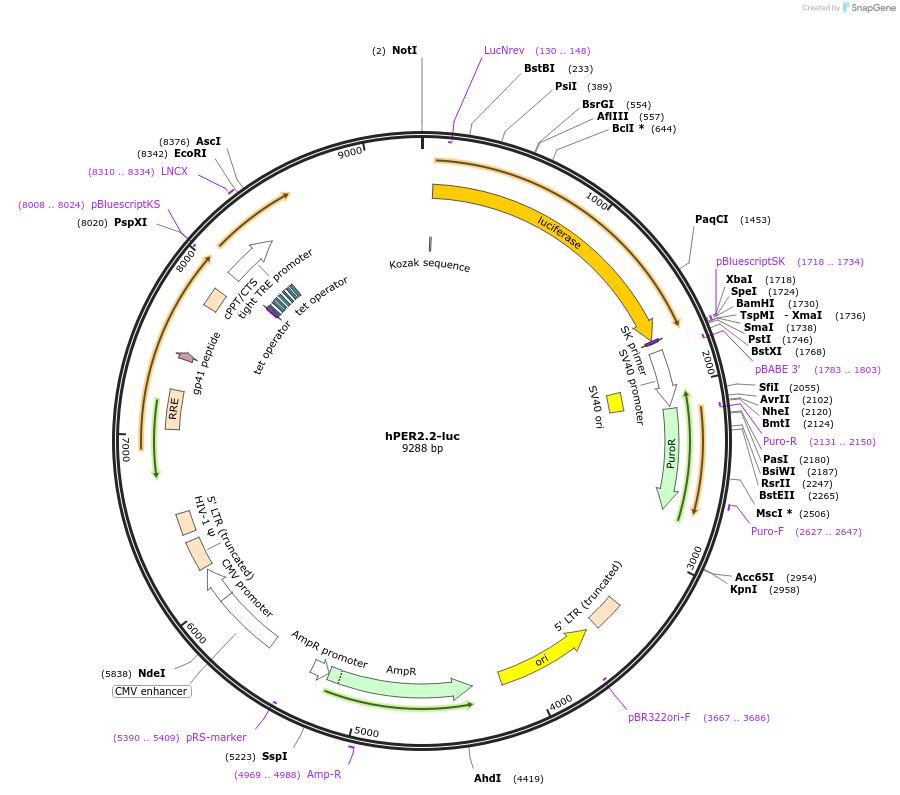 250937-plasmid-map-sequence-id-506676