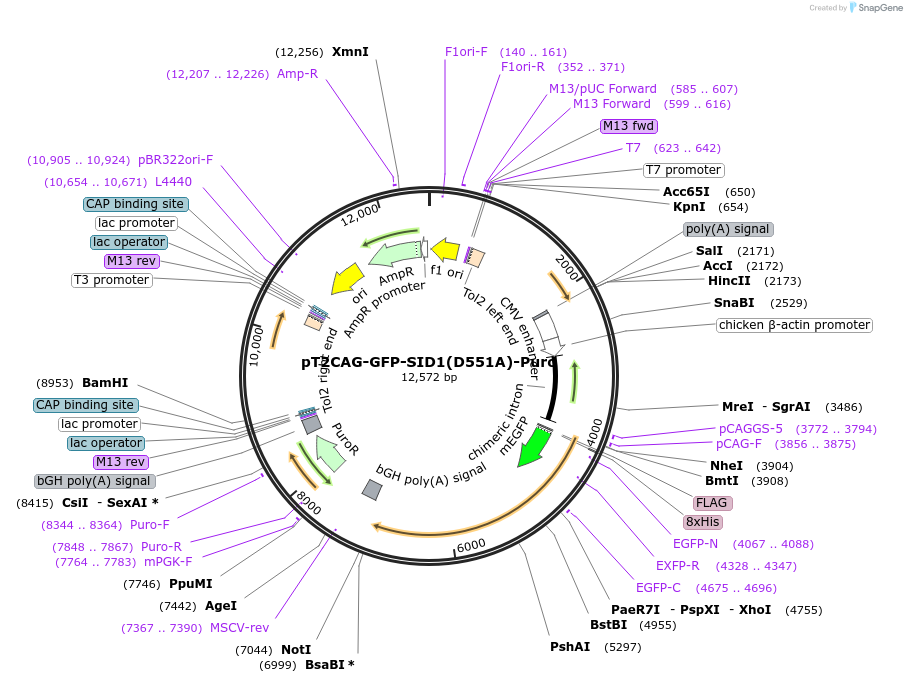 253482-plasmid-map-sequence-id-506699