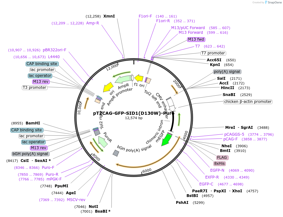 253453-plasmid-map-sequence-id-506710