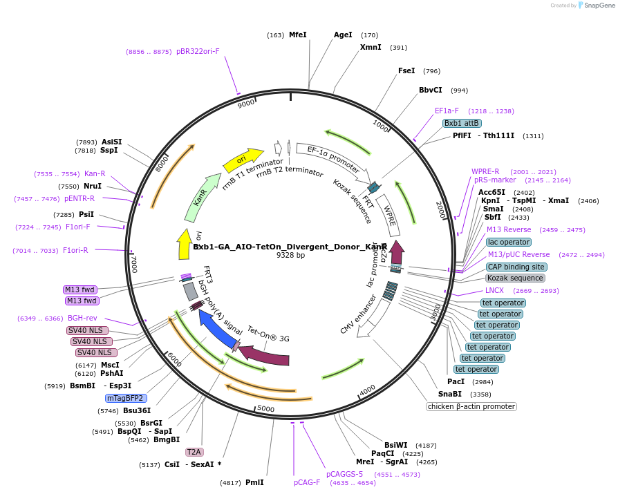 252233-plasmid-map-sequence-id-506724