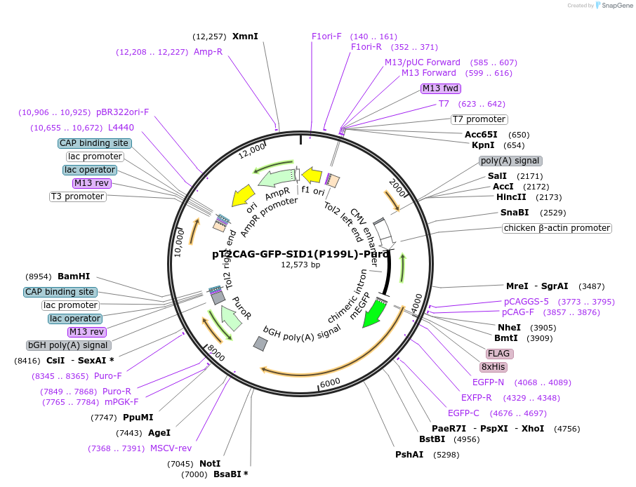 253455-plasmid-map-sequence-id-506736