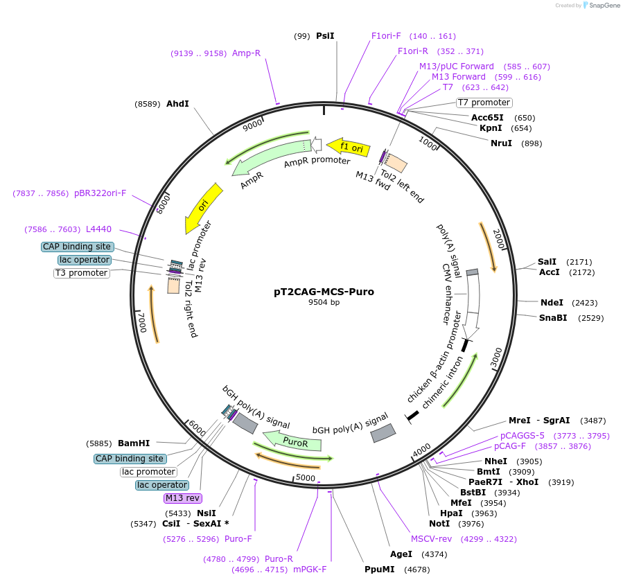 253459-plasmid-map-sequence-id-506737