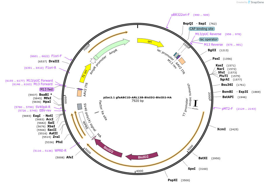 253927-plasmid-map-sequence-id-506804