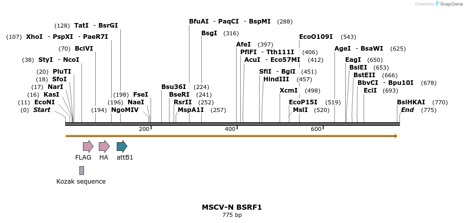 50681_map