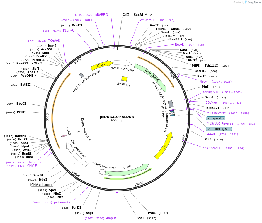 246126-plasmid-map-sequence-id-506810