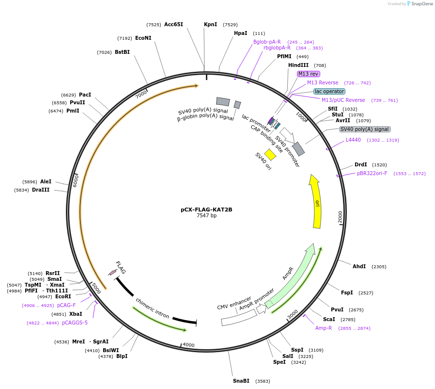 249547-plasmid-map-sequence-id-506817