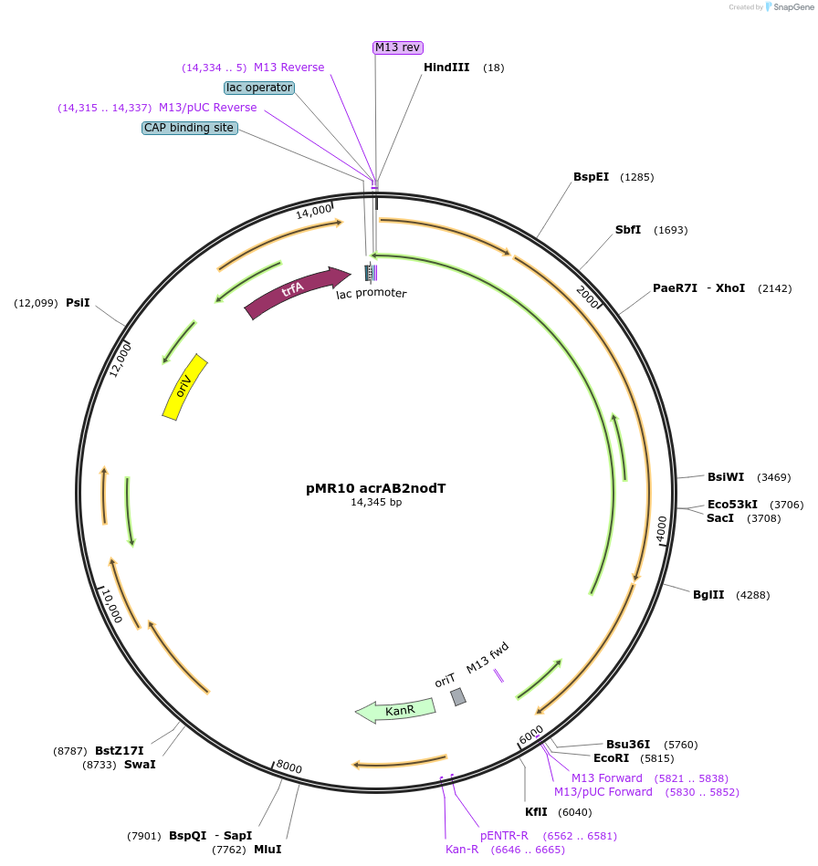 251526-plasmid-map-sequence-id-506921