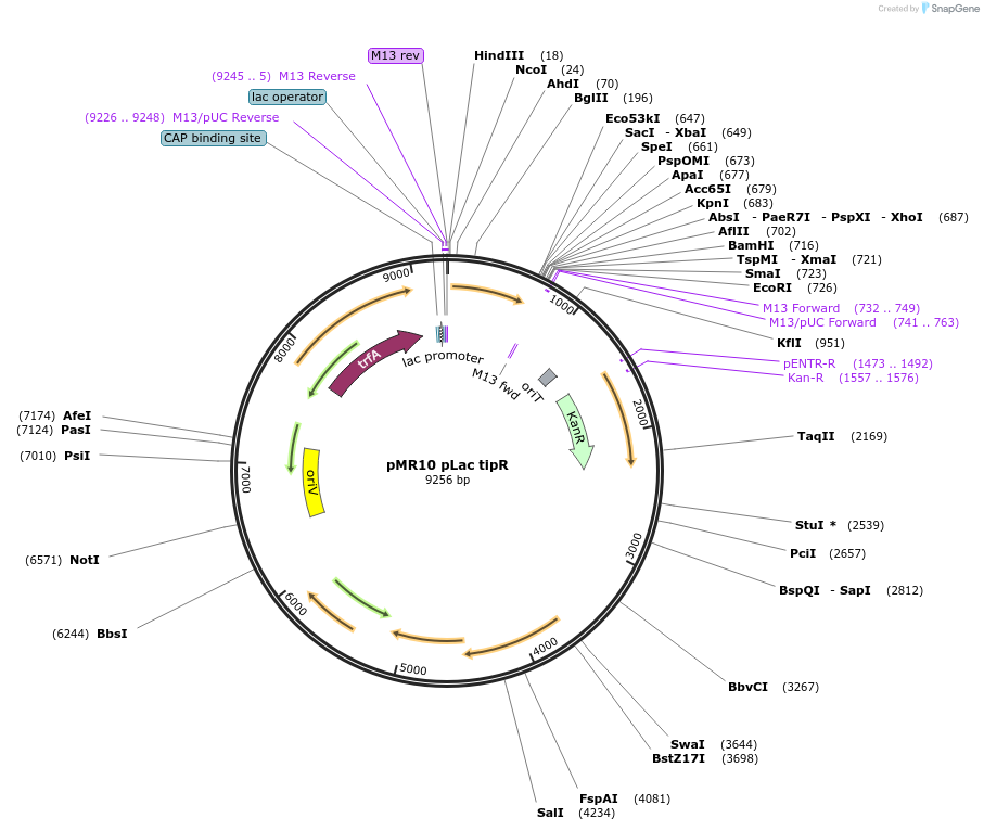 251527-plasmid-map-sequence-id-506922