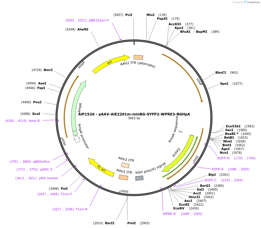 241513-plasmid-map-sequence-id-506928