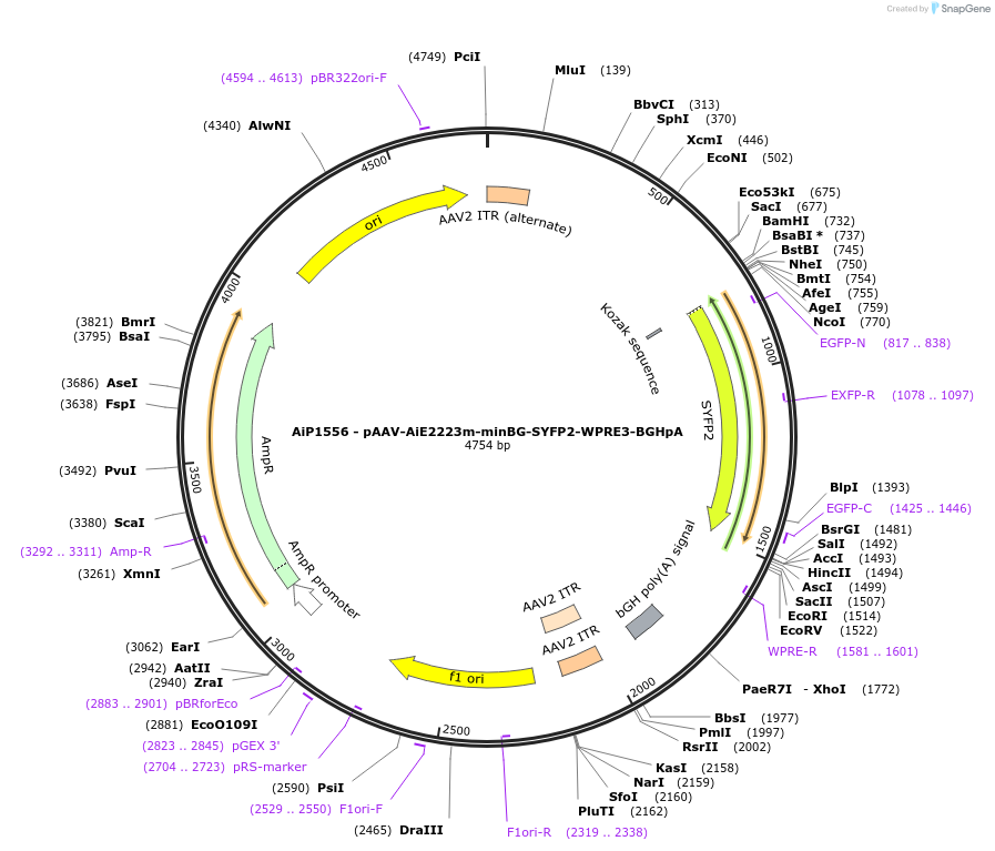 241526-plasmid-map-sequence-id-506931
