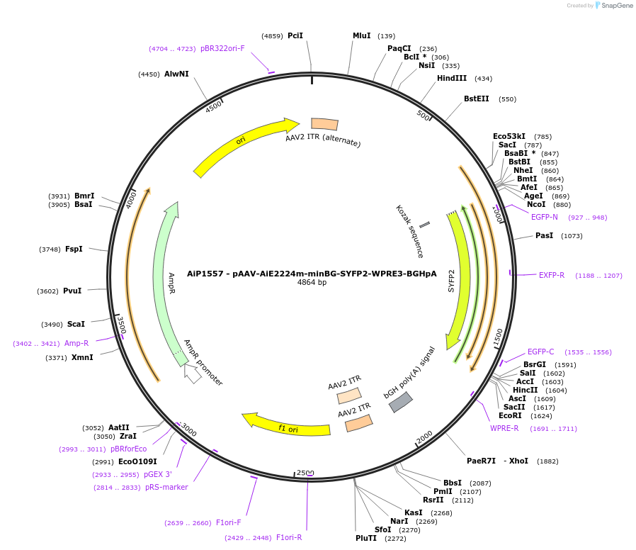 241527-plasmid-map-sequence-id-506932