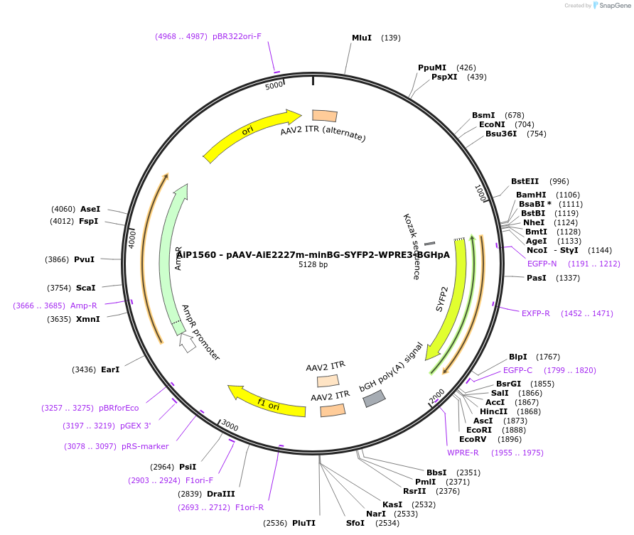 241530-plasmid-map-sequence-id-506933