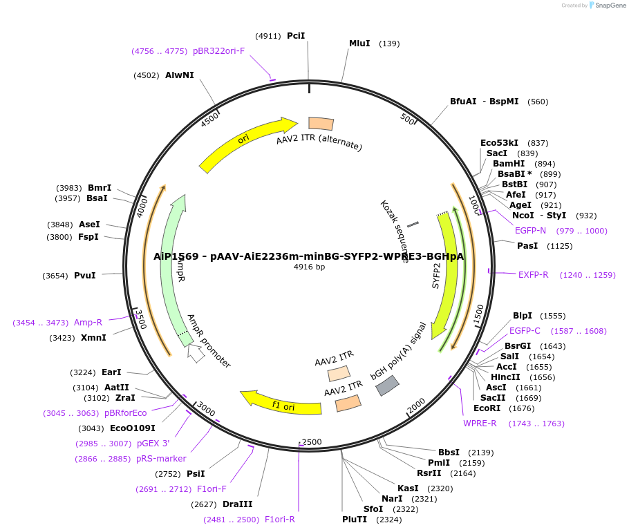 241538-plasmid-map-sequence-id-506935