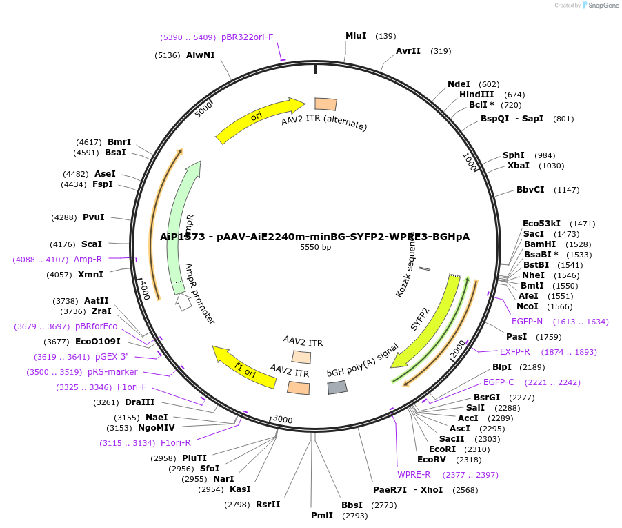241542-plasmid-map-sequence-id-506937