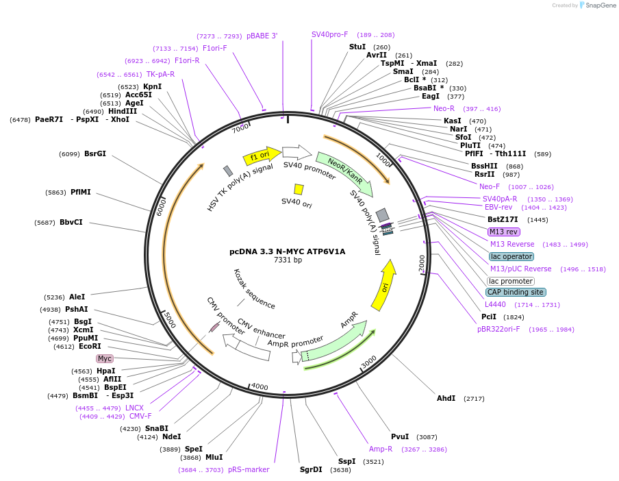 246129-plasmid-map-sequence-id-506993