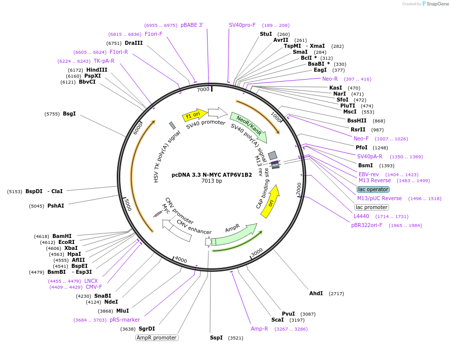 246130-plasmid-map-sequence-id-507011