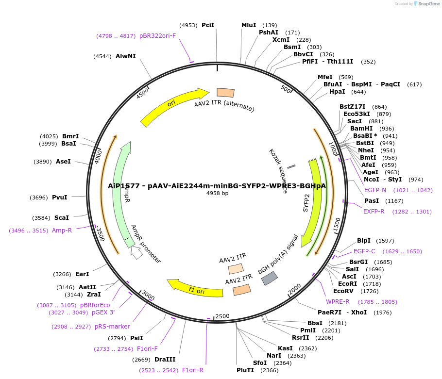 241546-plasmid-map-sequence-id-507012