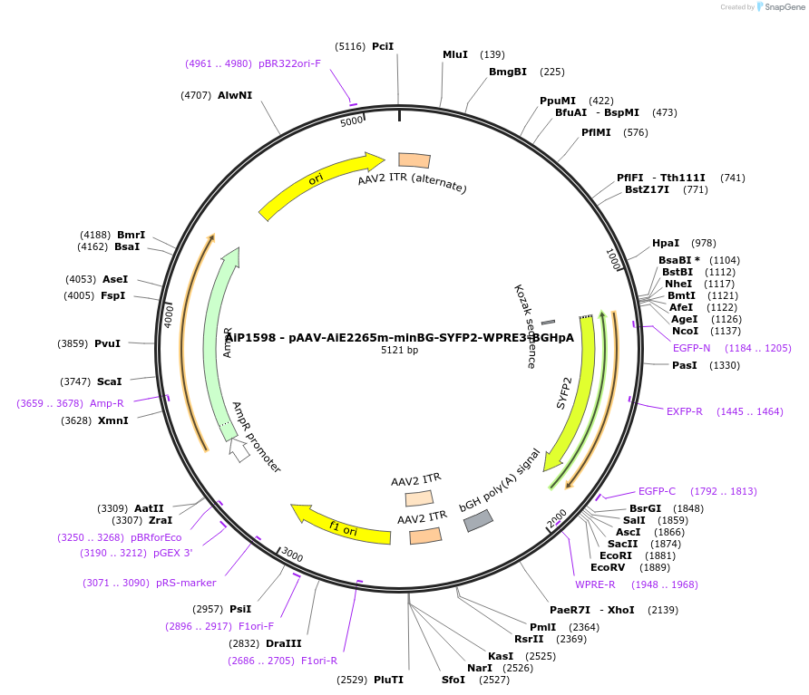 241567-plasmid-map-sequence-id-507015