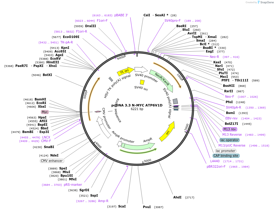 246133-plasmid-map-sequence-id-507018