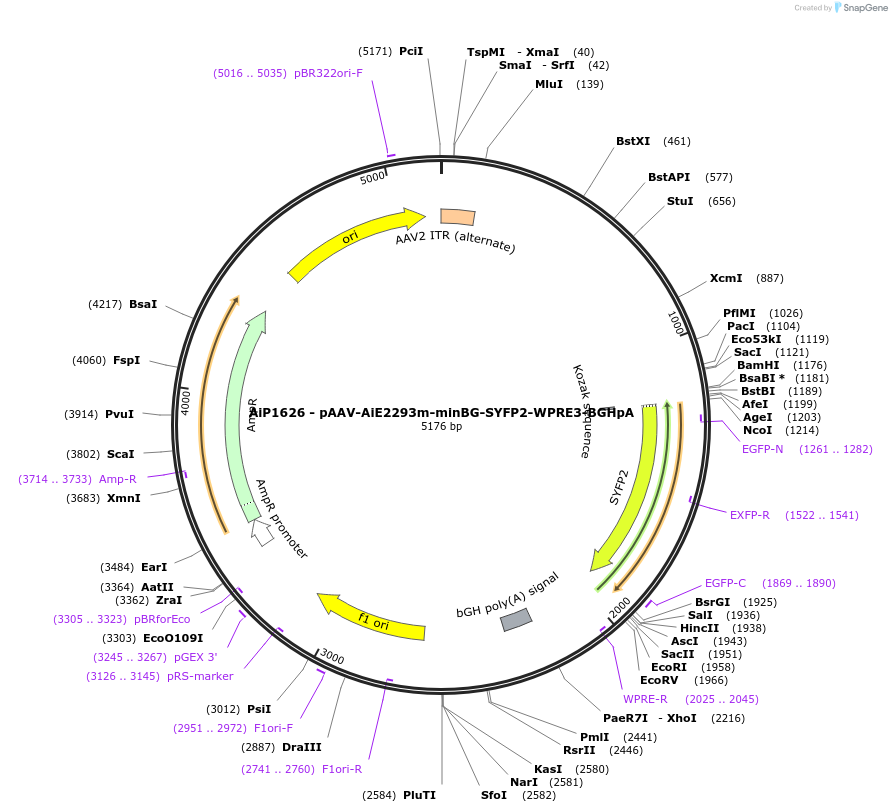 241580-plasmid-map-sequence-id-507020