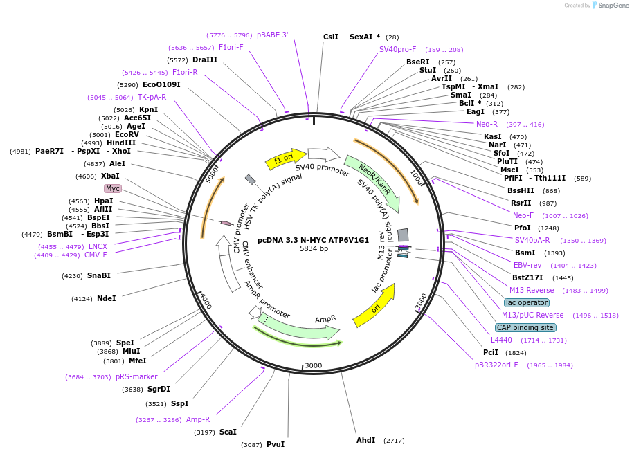 246137-plasmid-map-sequence-id-507026