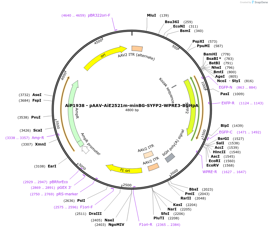 241593-plasmid-map-sequence-id-507103