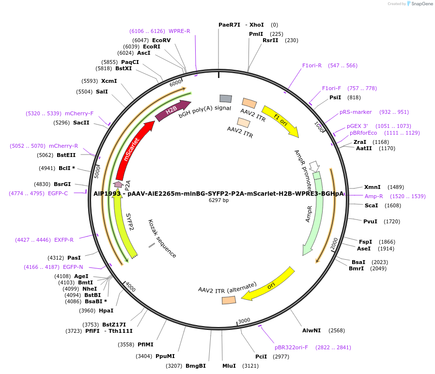 241599-plasmid-map-sequence-id-507105