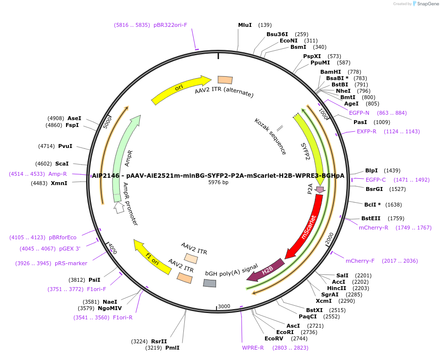 241621-plasmid-map-sequence-id-507107