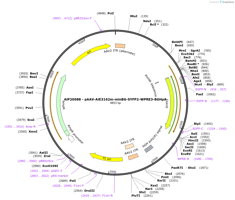 241629-plasmid-map-sequence-id-507110