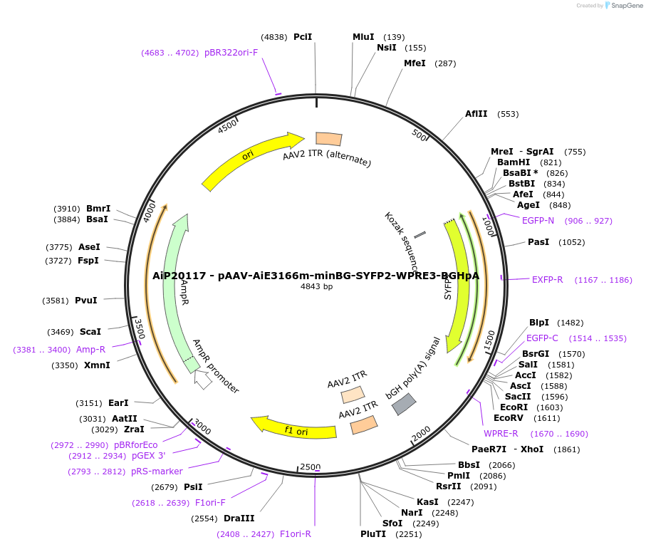 241635-plasmid-map-sequence-id-507112