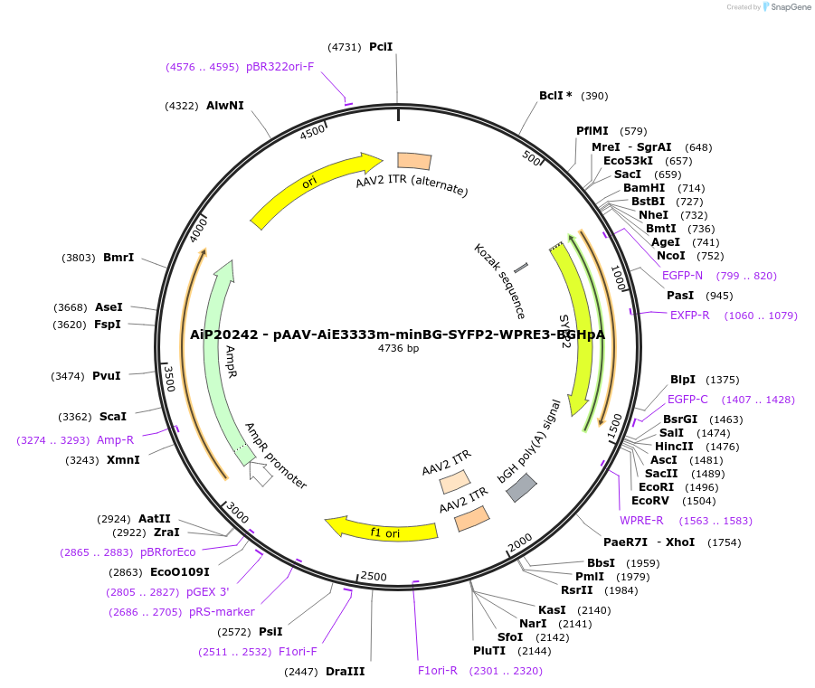 241636-plasmid-map-sequence-id-507113