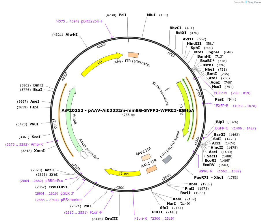 241638-plasmid-map-sequence-id-507115