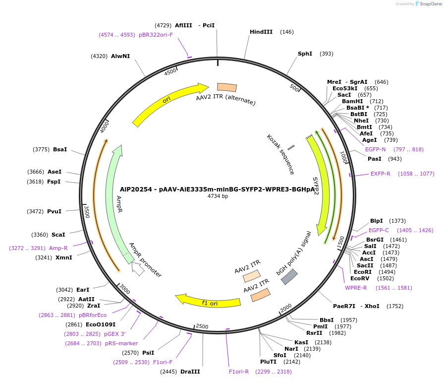 241640-plasmid-map-sequence-id-507116