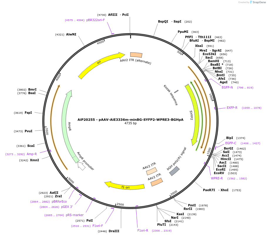241641-plasmid-map-sequence-id-507118