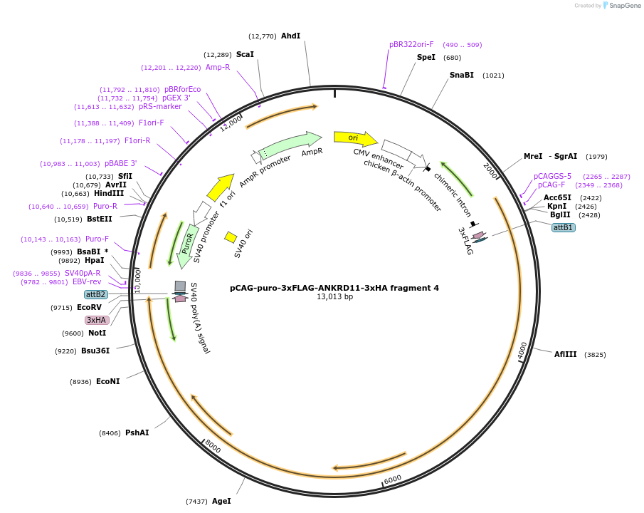 236621-plasmid-map-sequence-id-507167