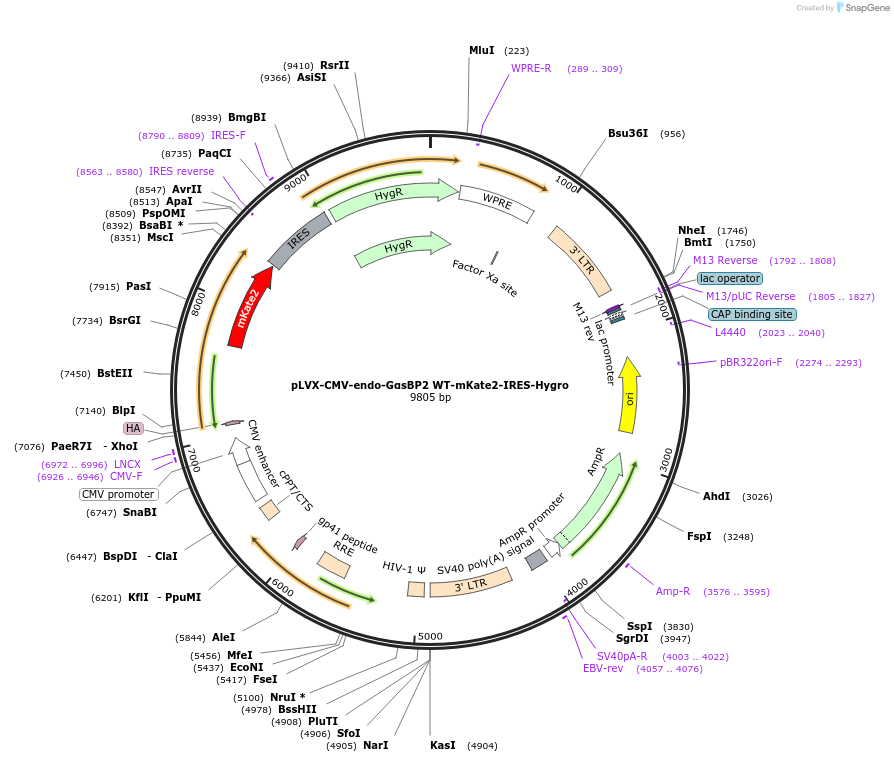 250697-plasmid-map-sequence-id-507172