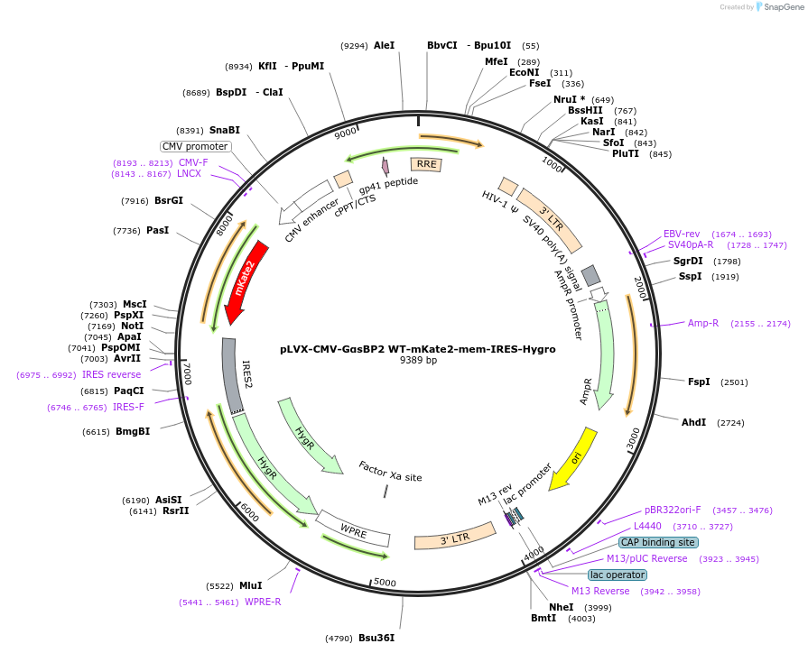 250693-plasmid-map-sequence-id-507174