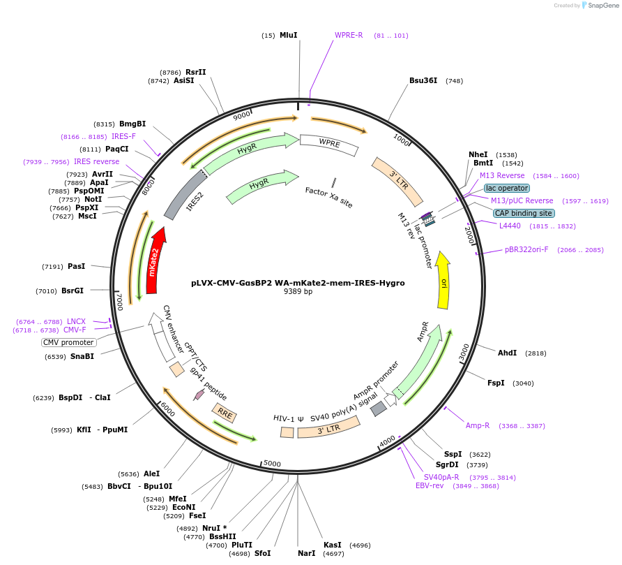 250694-plasmid-map-sequence-id-507178