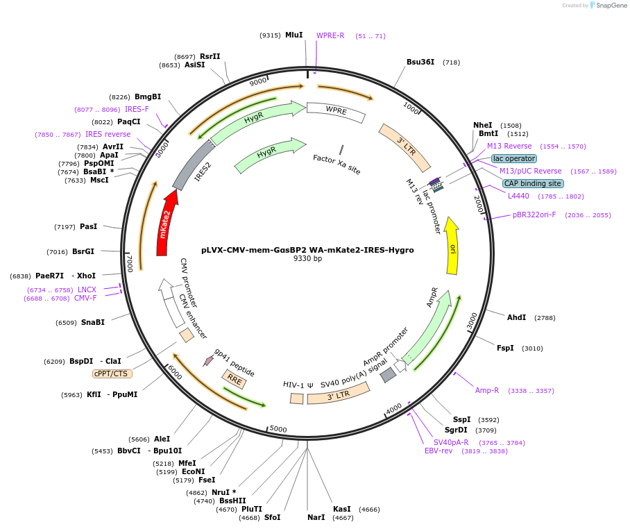 250696-plasmid-map-sequence-id-507189