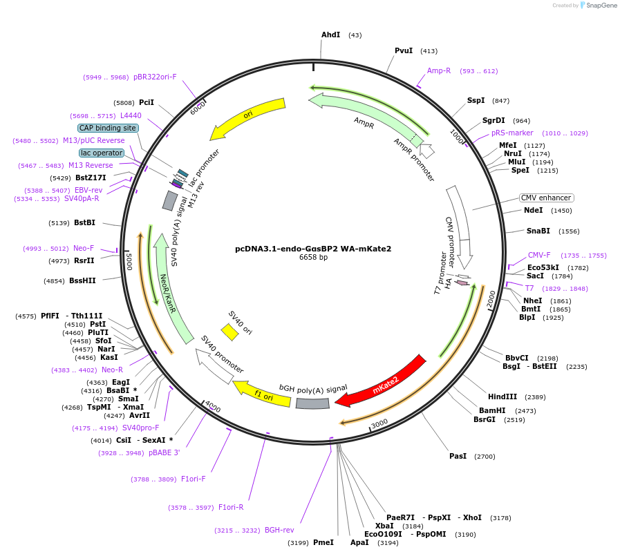 250686-plasmid-map-sequence-id-507194