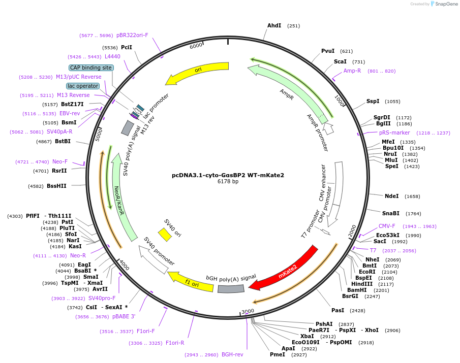 250687-plasmid-map-sequence-id-507195