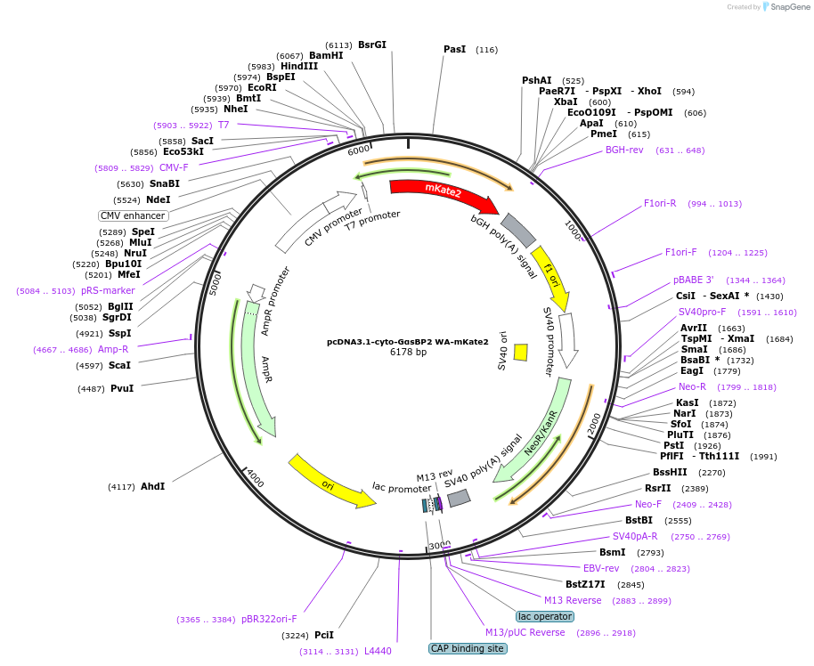 250688-plasmid-map-sequence-id-507219